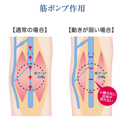 東光 防災用弾性ストッキング ハイソックス